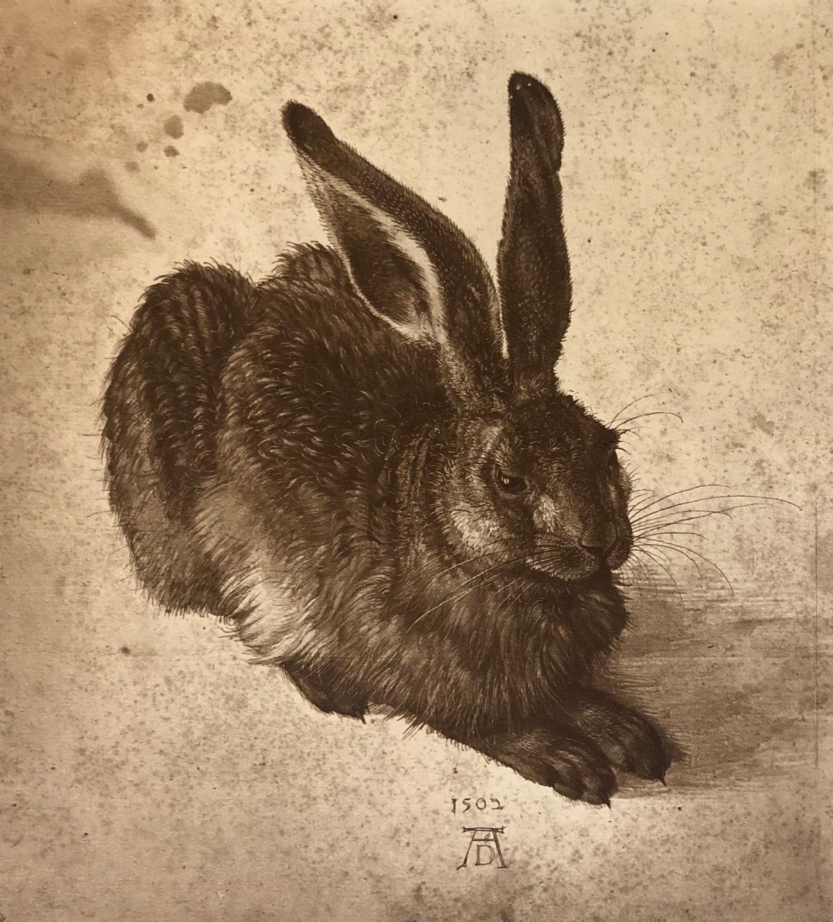 albrecht_dürer_lapin_photographie_xix_adolphe_braun_procedé_poitevin_et_swan_rr
