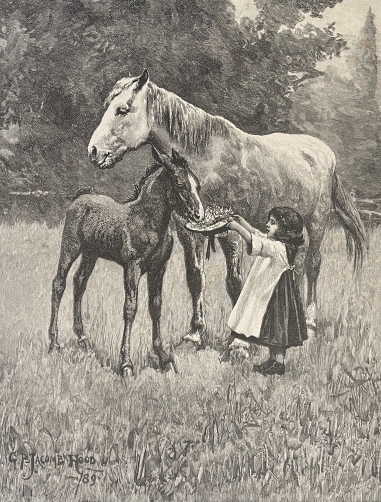 le_dejeuner_du_poulain_gravure_de_1890_dapres_g_p__jacomb_hood_cheval_chevaux