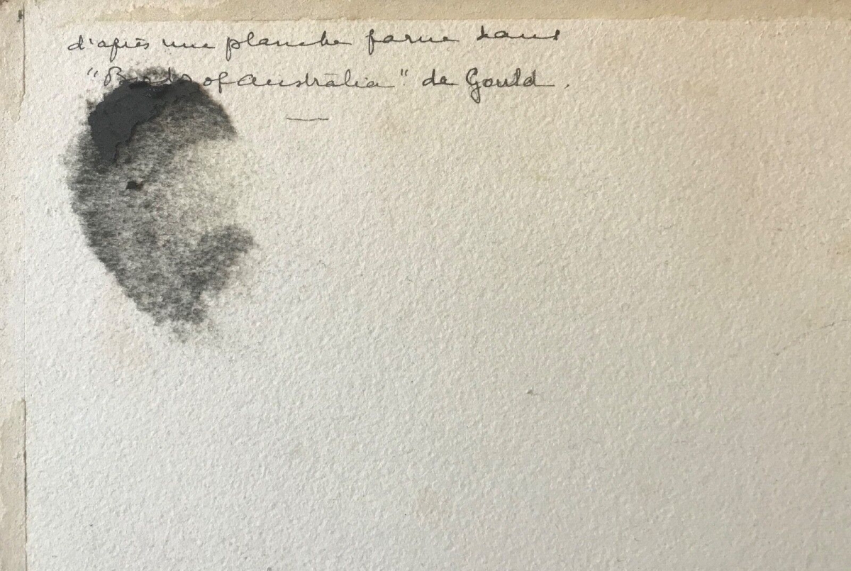 oedicneme_a_gros_bec_aquarelle_encre_c_1898_ornithologie_australie_oiseau
