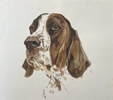 epagneul_breton_chien_de_chasse_aquarelle_xxe