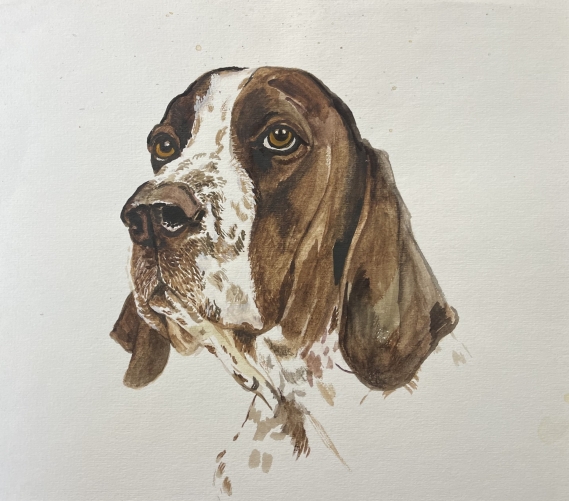 epagneul_breton_chien_de_chasse_aquarelle_xxe