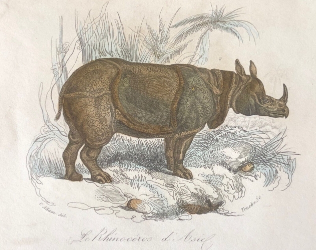 rhinoceros_dasie_gravure_vers_1840_inde_sumatra_java_rhinocerotides