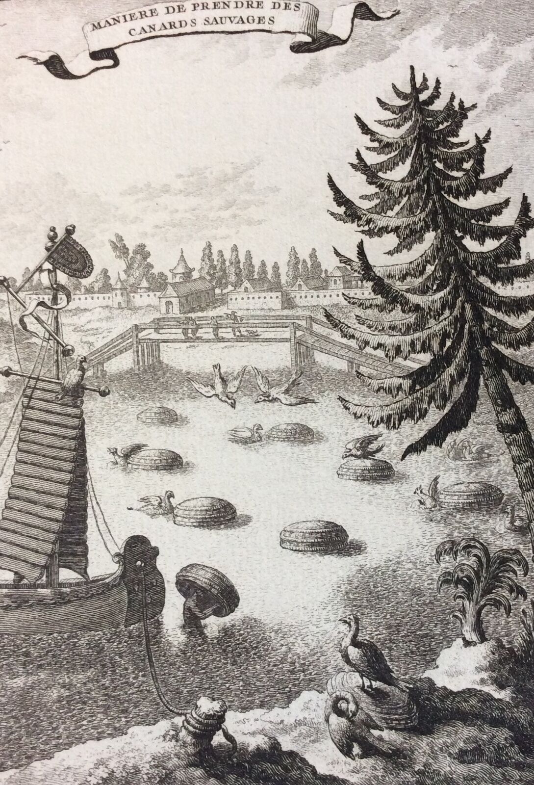 asie_maniere_de_prendre_des_canards_sauvages_gravure_1750_asia_canard