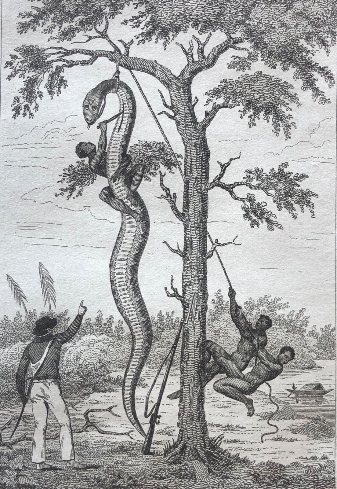 boa_constricteur_serpent_famille_des_boida_gravure_de_1835_colombie_colombia