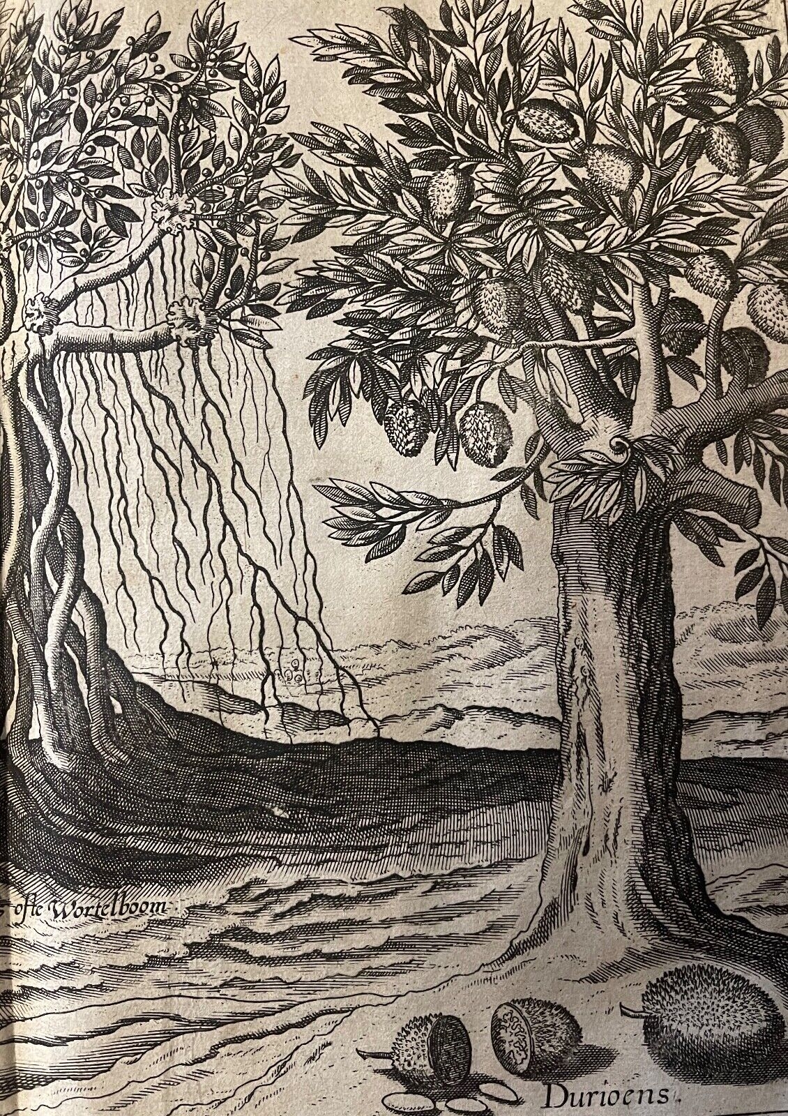 jan_huygen_van_linschoten_voyage_asie_arbre_bambou_amsterdam_1598