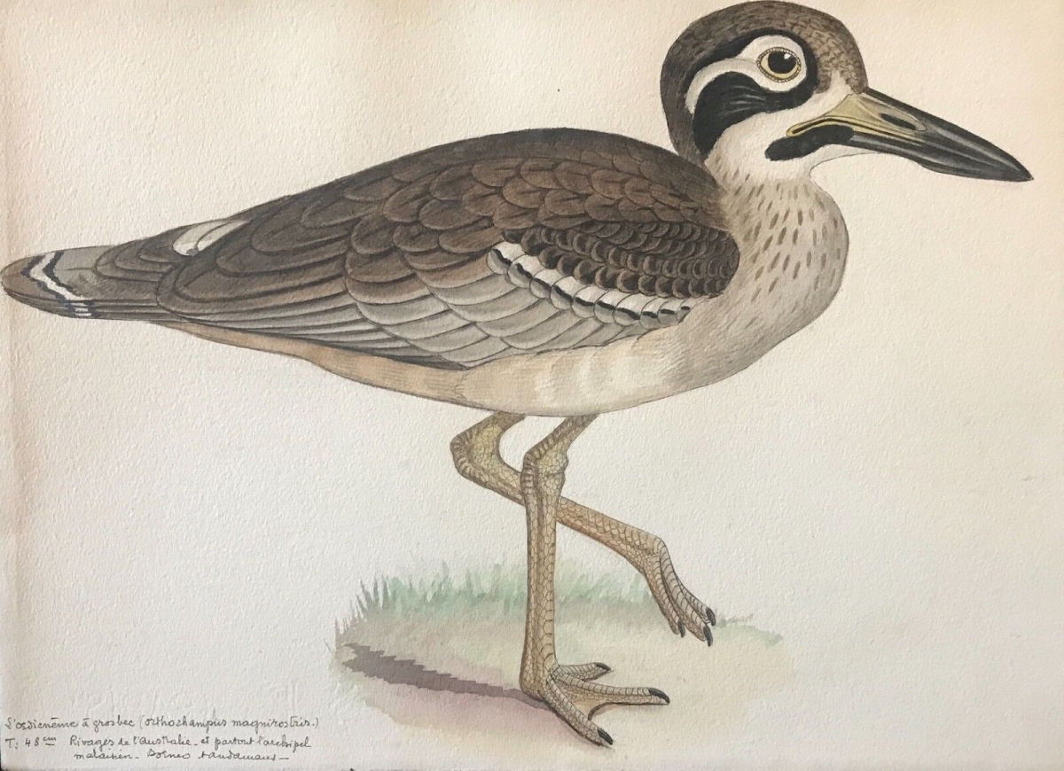 oedicneme_a_gros_bec_aquarelle_encre_c_1898_ornithologie_australie_oiseau