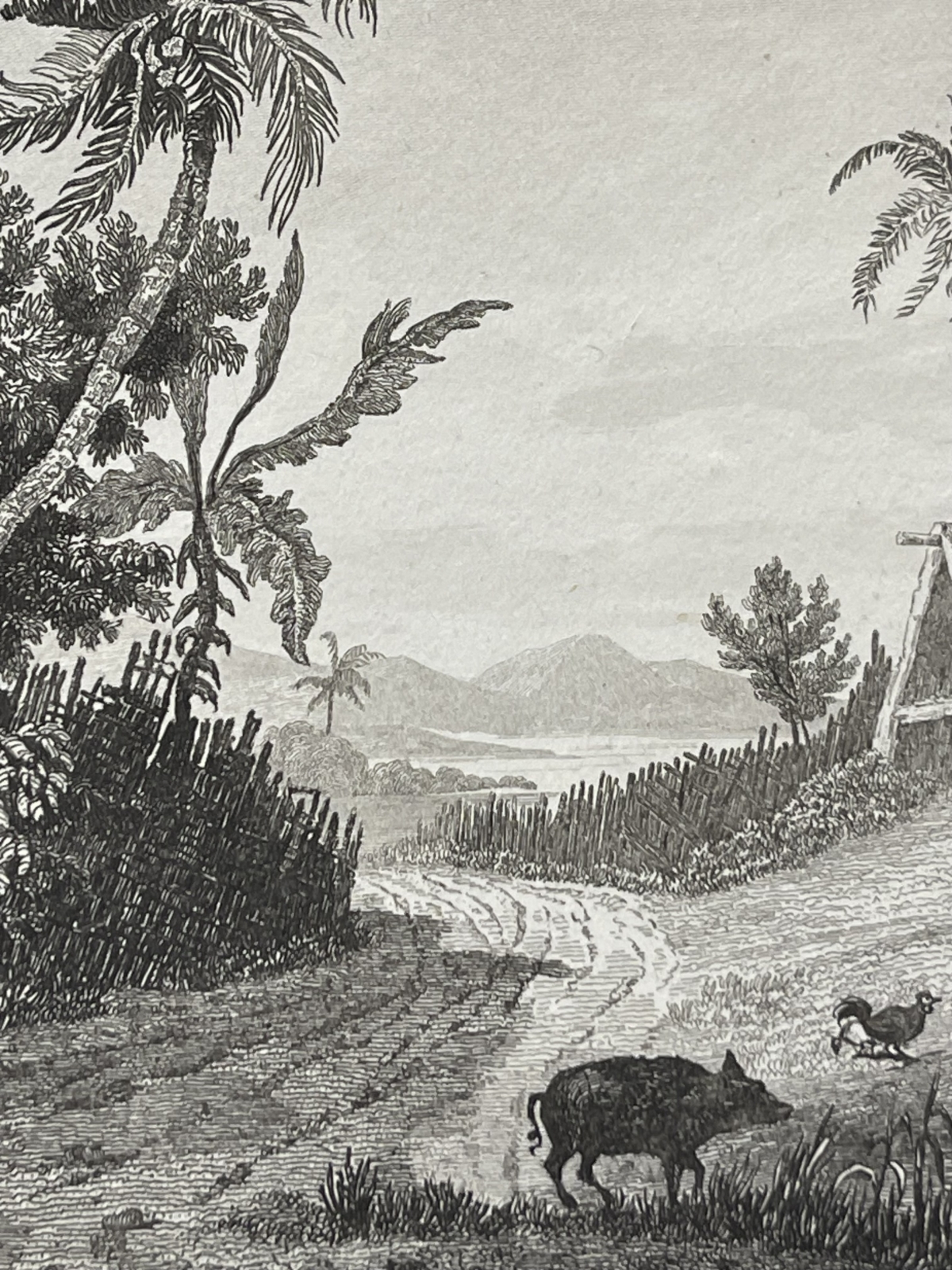 tonga_engraving_namuka_rotterdam_island_village_pacific_ocean_1836_oceanie