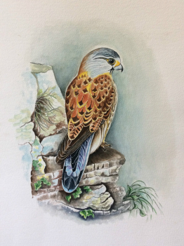 grande_aquarelle_rapace_faucon_attribuee_a_mireille_bailly