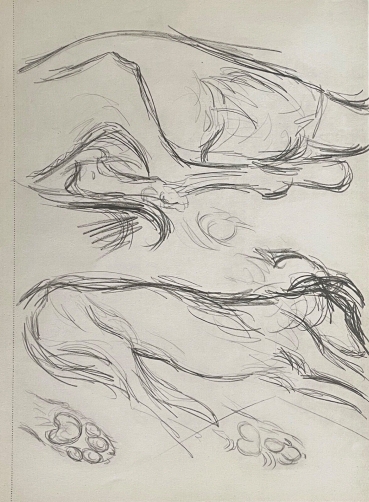 picasso_lithographie_de_dessin_tirage_de_1947_etude_de_chien