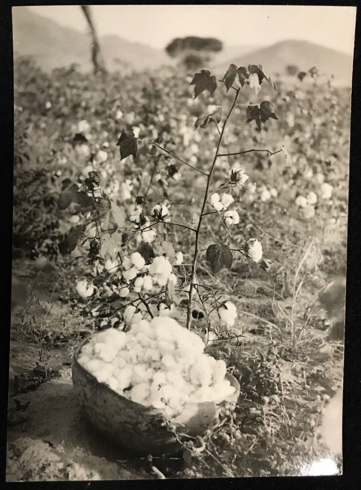 champ_de_coton__rhumsiki_cameroun_kapsiki_afrique__circa_1950__argentique_