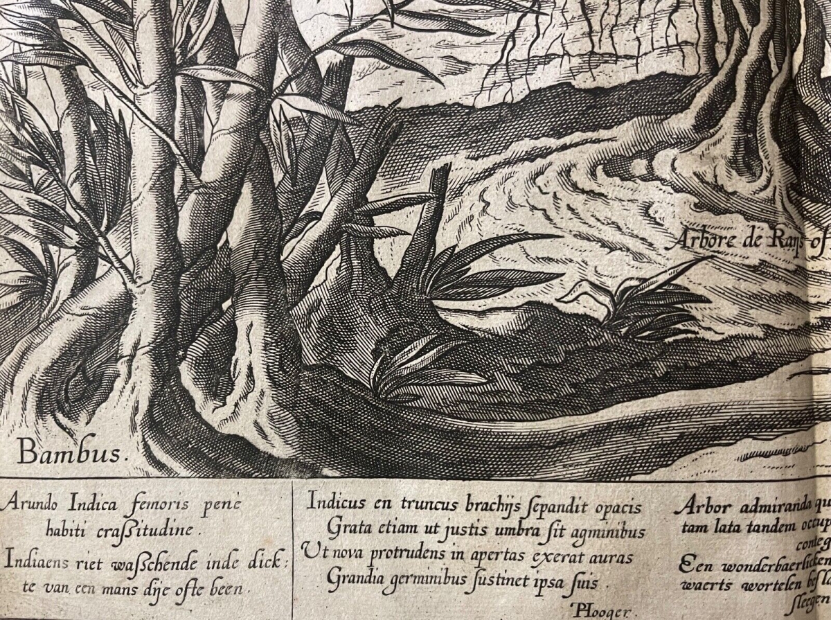 jan_huygen_van_linschoten_voyage_asie_arbre_bambou_amsterdam_1598