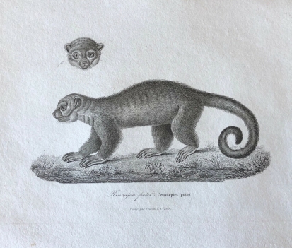 perodicticus_potto_primate_strepsirrhinique_poto_de_bosman_c1840_afrique