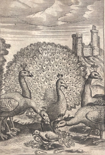 paon_de_marcus_gheeraerts_i_dapres_fable_esope_vers_1650_graveur_anonyme