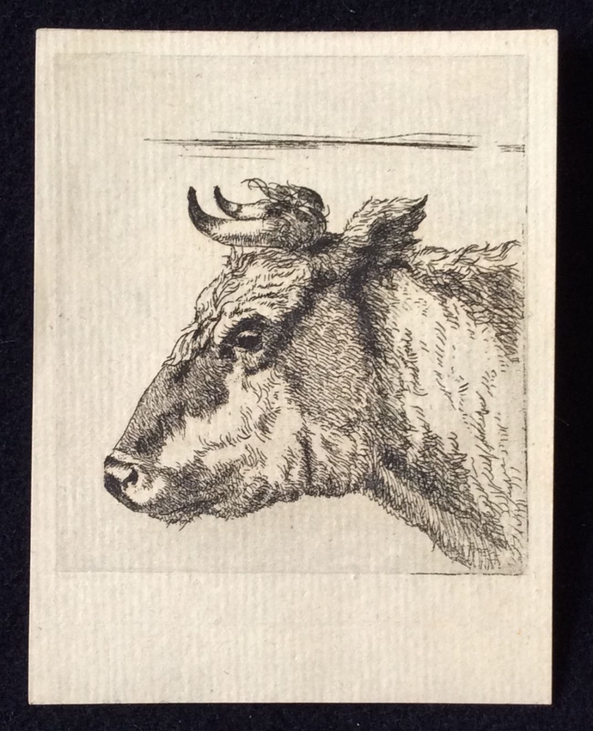amand_durand_kop_van_een_koe_paulus_potter_1880_vache