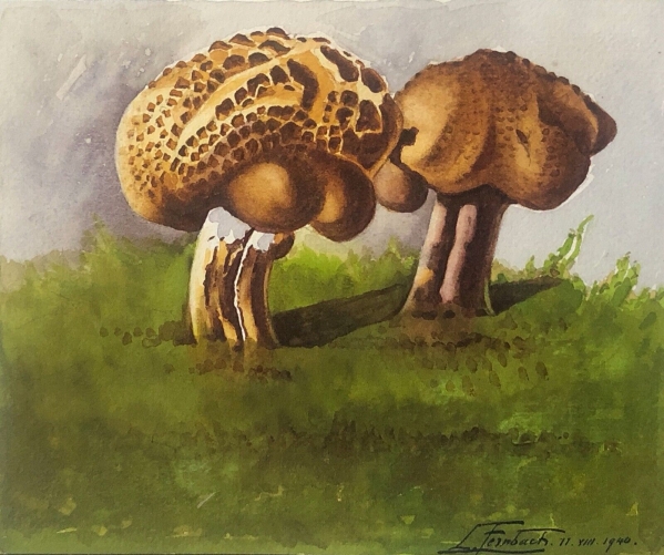 polypore_ecailleux,_cerioporus_squamosus_aqua__signee_fermbach_1940_champignons_