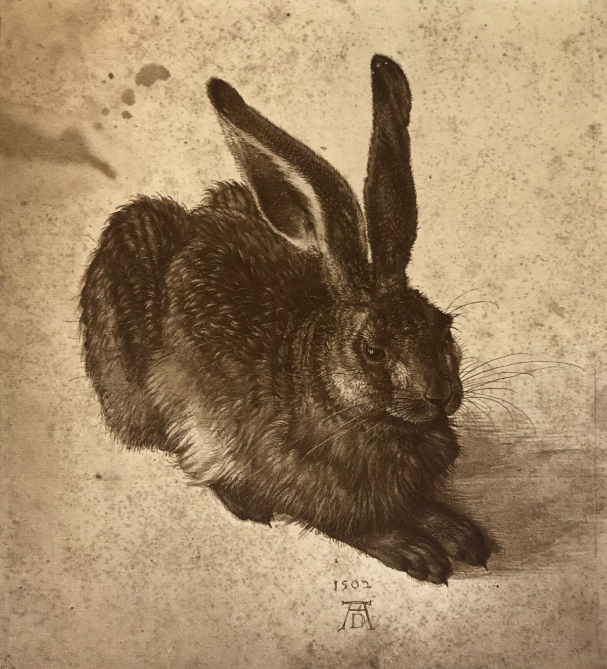 albrecht_dürer_lapin_photographie_xix_adolphe_braun_procedé_poitevin_et_swan_rr