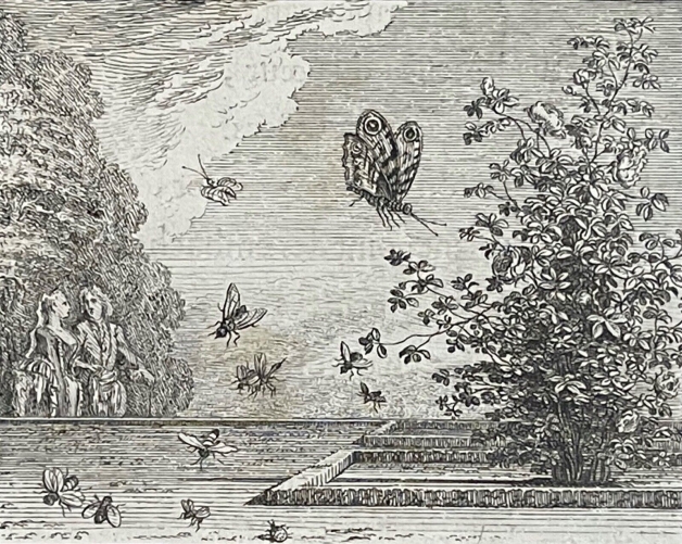 la_rose_et_le_papillon_par_claude_gillot_1673-1722_gravure_de_1719_france
