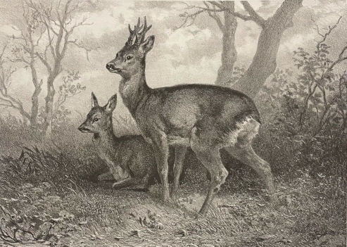 chevreuils_chevreuil_par_karl_bodmer_1809_-1893_suisse_1873