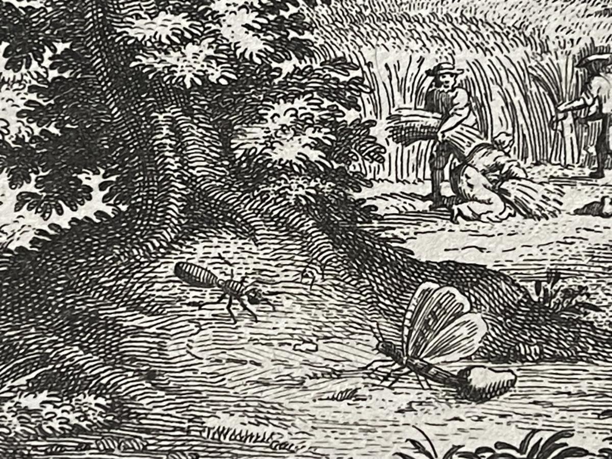 la_chenille_et_la_fourmi_claude_gillot_1673-1722_fable_moisson_1719