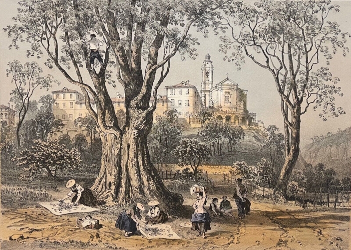 abbaye_de_saint-pons_nice_couvent_cueillette_des_olives_en_provence_1864_france