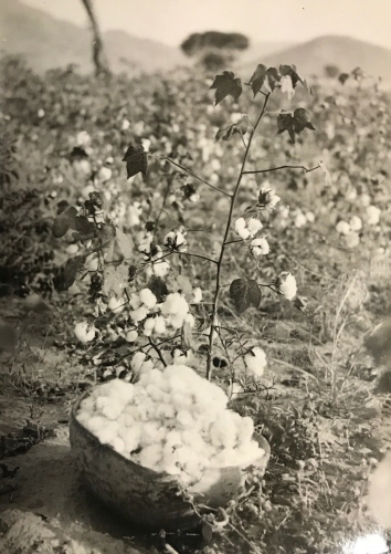 champ_de_coton__rhumsiki_cameroun_kapsiki_afrique__circa_1950__argentique_