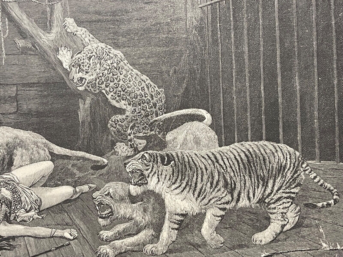 tigre_lion_panthere_leopard_cirque_stanley_berkeley_1855-1909_revolte_circa_1880