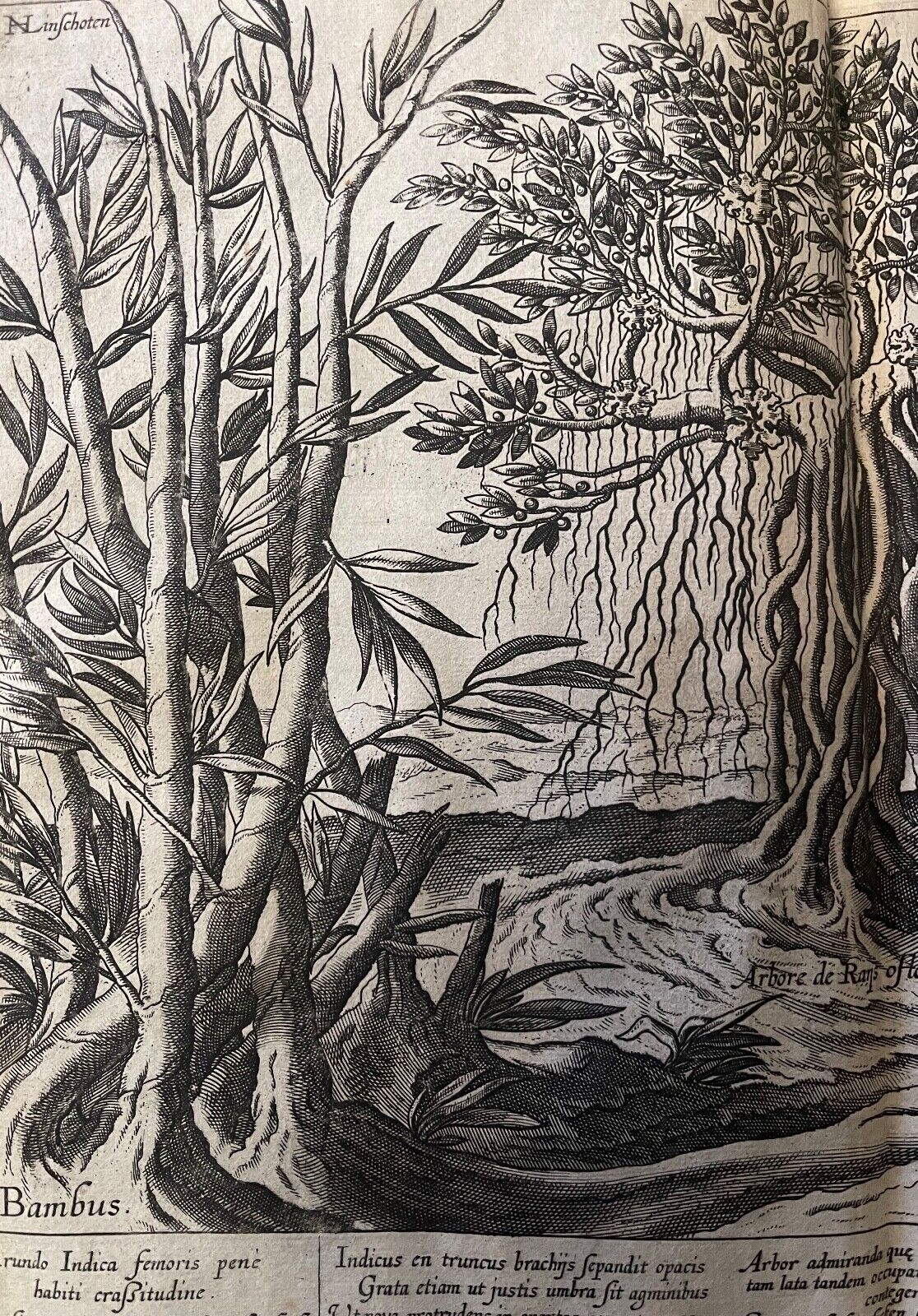 jan_huygen_van_linschoten_voyage_asie_arbre_bambou_amsterdam_1598