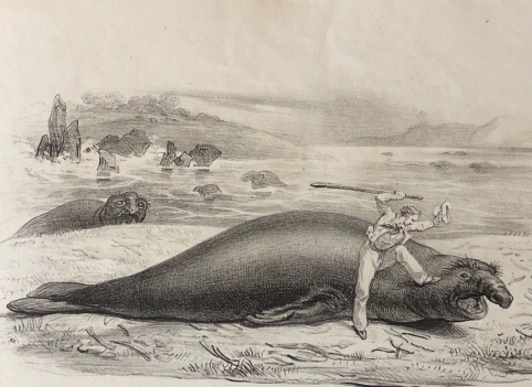 elephant_de_mer_australie_australia_nouvelle_hollande_1836_arago_phoque_phocidae