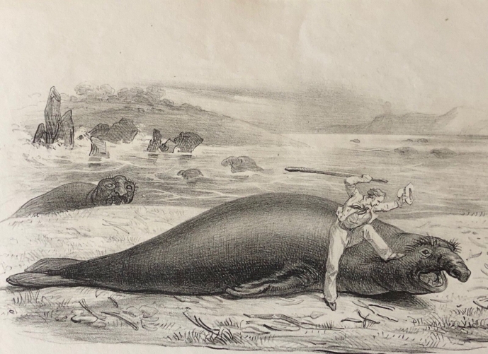 elephant_de_mer_australie_australia_nouvelle_hollande_1836_arago_phoque_phocidae