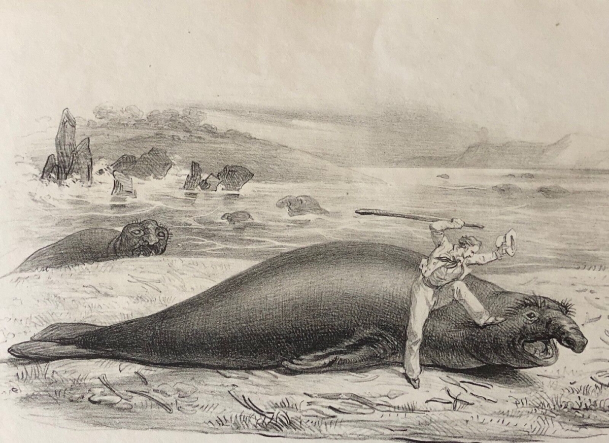 elephant_de_mer_australie_australia_nouvelle_hollande_1836_arago_phoque_phocidae