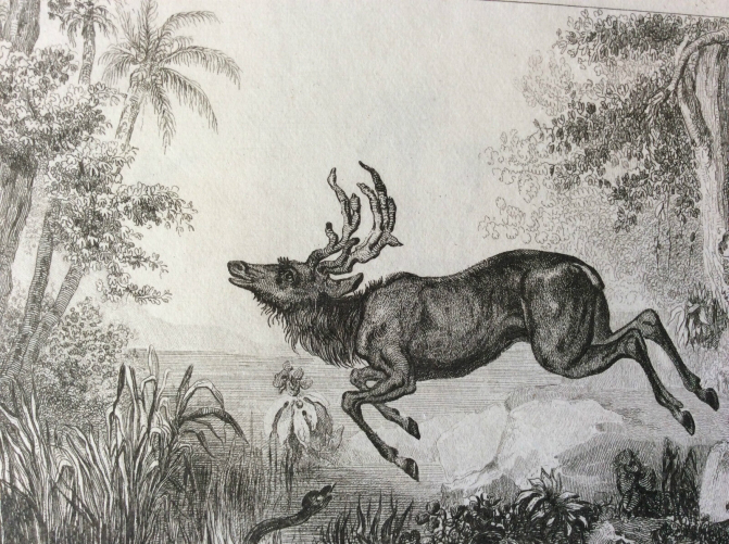 estampe_gravee_par_monnin_dapres_rienzi_ile_kalemantan_oceanie