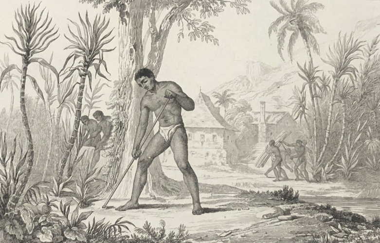 tahiti_indigene_cultivant_la_canne_a_sucre_1836_polynesie_francaise_oceanie