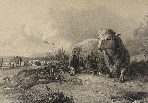 soulange-teissier_1814-1898_mouton_brebis_paturage_gravure_vers_1875