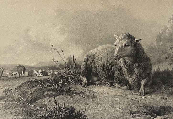 soulange-teissier_1814-1898_mouton_brebis_paturage_gravure_vers_1875
