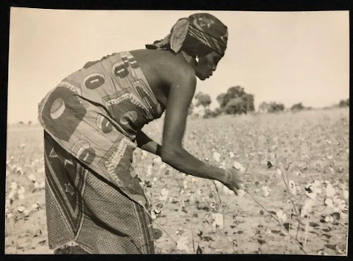 cameroun_rhumsiki_afrique__recolte_du_coton_kapsiki__circa_1950__cameroon_