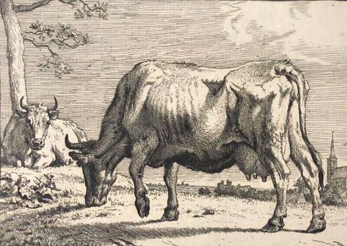amand_durand_grazende_koe_vache_paulus_potter_1880