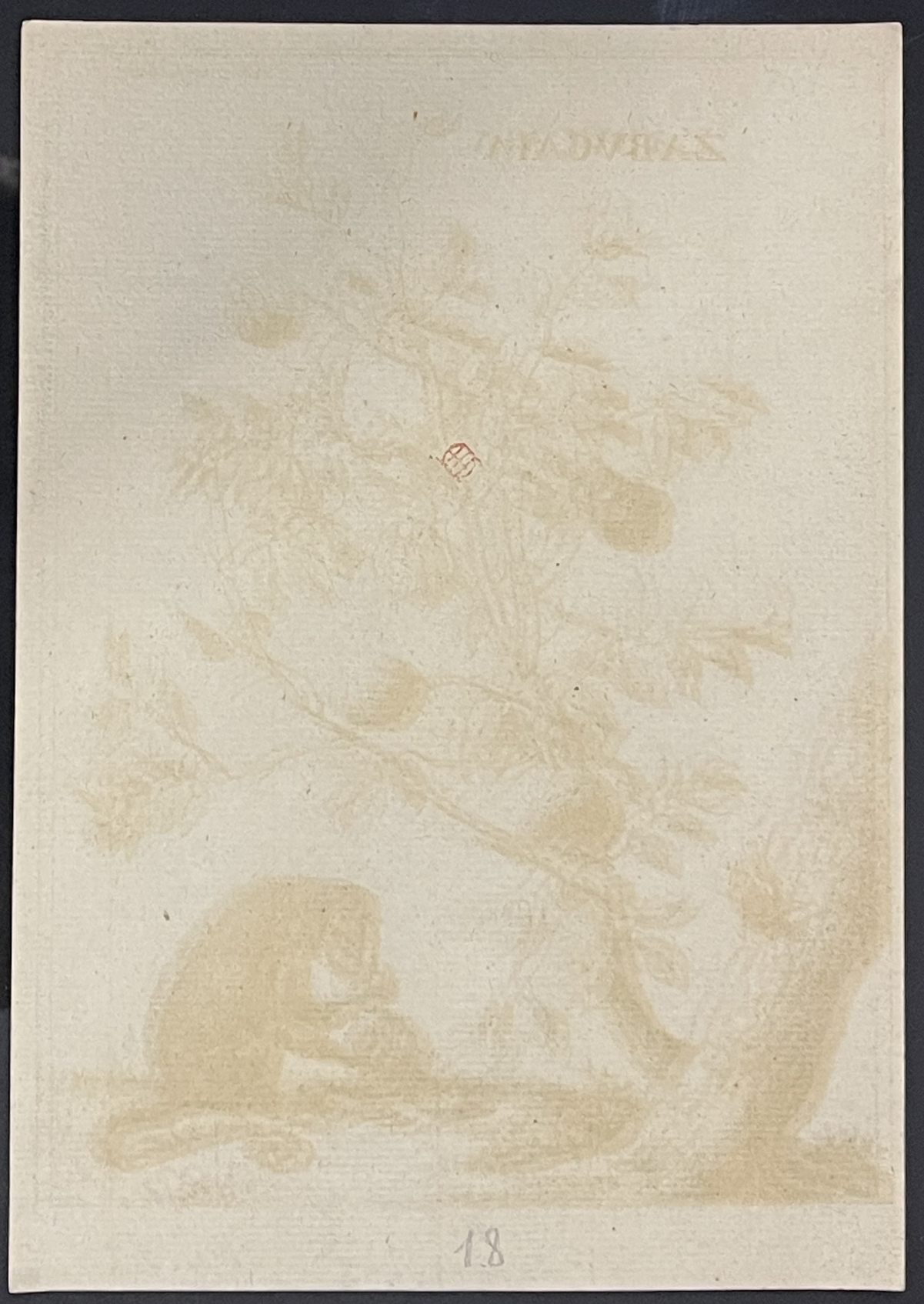 paulus_potter_1625-1654_arbre_zabucaia_et_un_singe_gravure_amand_durand_1880