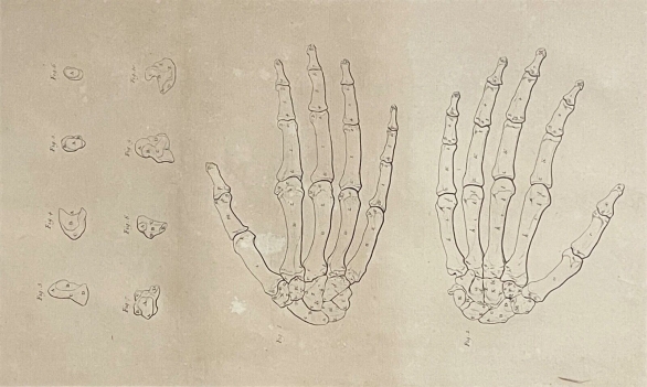 main_gravure_1759_dapres_tarsis_osteologie_anatomie_medecine_medecin_squelette