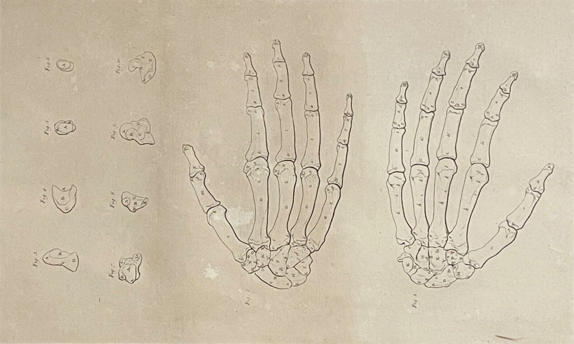 main_gravure_1759_dapres_tarsis_osteologie_anatomie_medecine_medecin_squelette