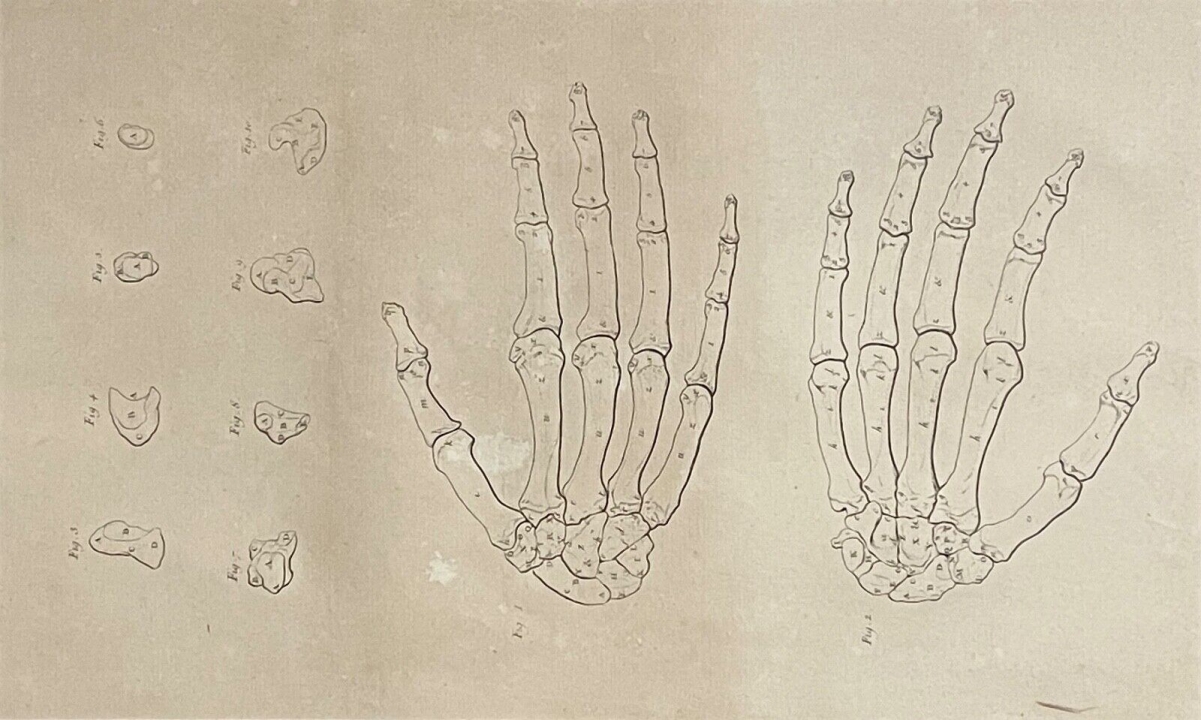 main_gravure_1759_dapres_tarsis_osteologie_anatomie_medecine_medecin_squelette
