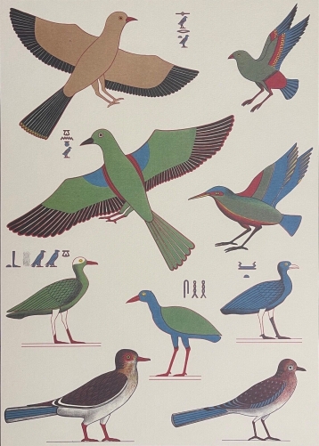 egypte_beni-hassan_el-qadim_oiseaux_site_de_nevothph_et_menothph