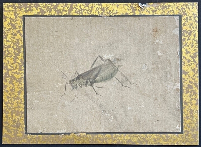japon_aquarelle_tres_ancienne_entomologie_insectes_insecte