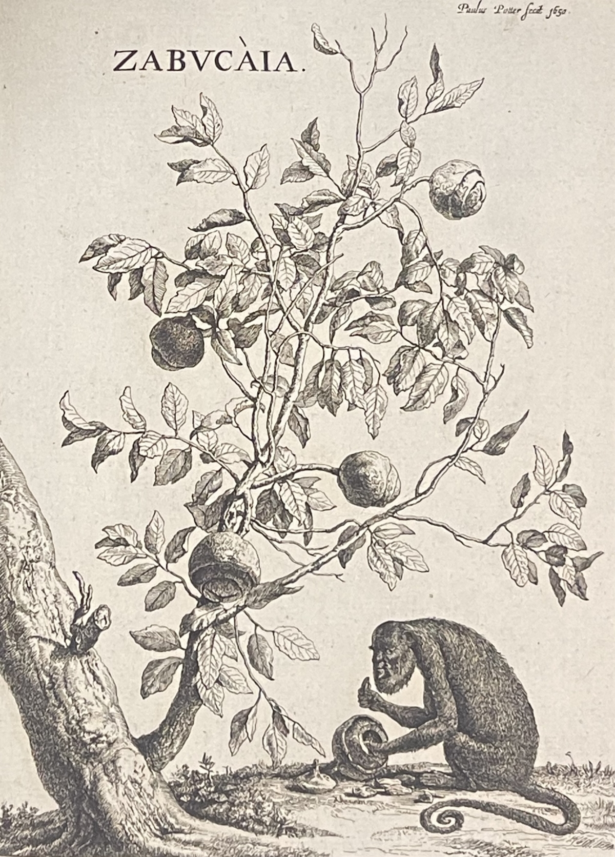 paulus_potter_1625-1654_arbre_zabucaia_et_un_singe_gravure_amand_durand_1880