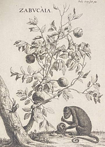 paulus_potter_1625-1654_arbre_zabucaia_et_un_singe_gravure_amand_durand_1880