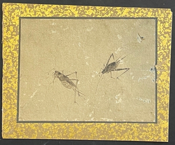 japon_tres_ancienne_aquarelle_japonaise_entomologie_insecte