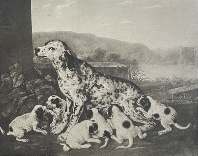 la_lice_dapres_cup_aelbert_1620-1691_heliogravure_1910_chiot_chien_chienne