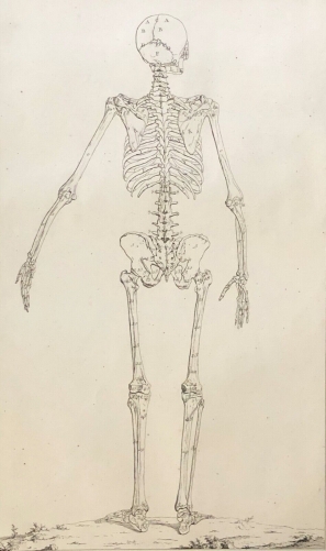 grand_squelette_de_dos_1759_dapres_tarsis_osteologie_anatomie_xviii_medecine