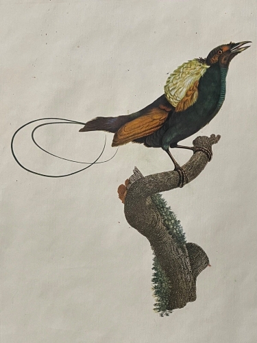 le_magnifique_gravure_dapres_barraband_par_peree_1960_oiseau