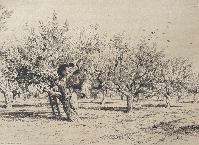 cueillette_des_olives_en_provence_pointe_seche_de_burnand_1884_france_olive
