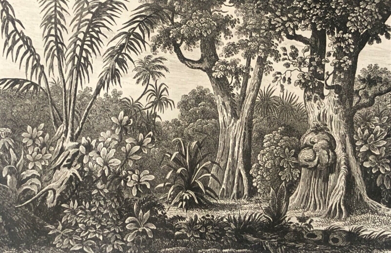 foret_vierge_des_iles_carolines_iles_basses_oceanie_1837_polynesie_arbres